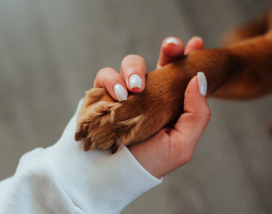paw